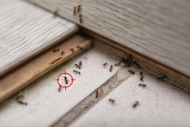 Best Exterminator Services  in Susanville, CA