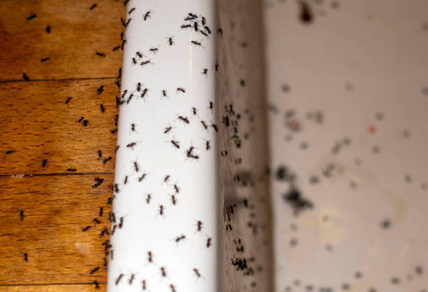 Best Pest Control Near Me in Susanville, CA
