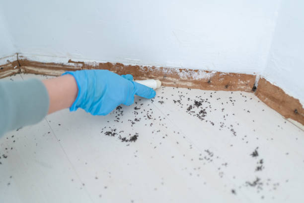 Best Termite Control Services  in Susanville, CA